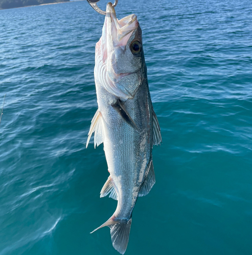 スズキの釣果