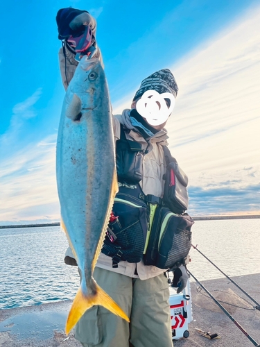 イナダの釣果