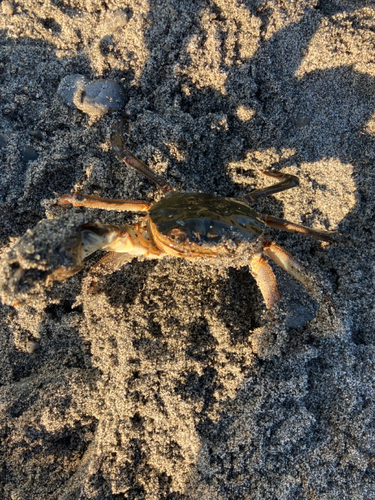 カニの釣果