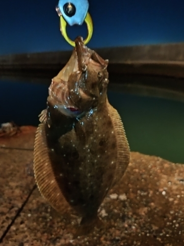 ヒラメの釣果