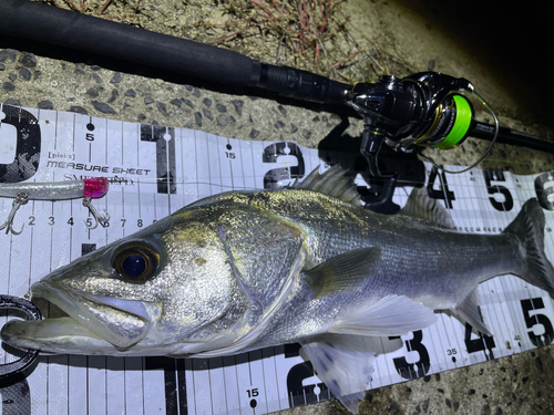 シーバスの釣果