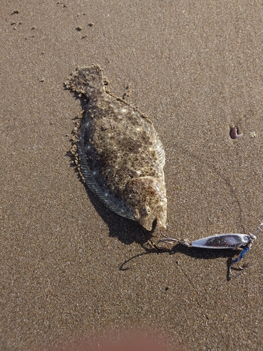 ソゲの釣果