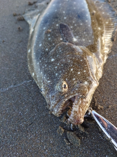 ソゲの釣果