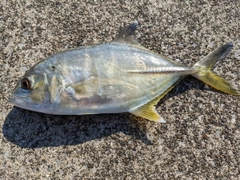 メッキの釣果