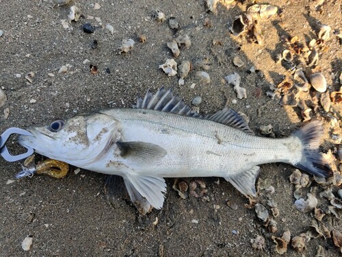 シーバスの釣果