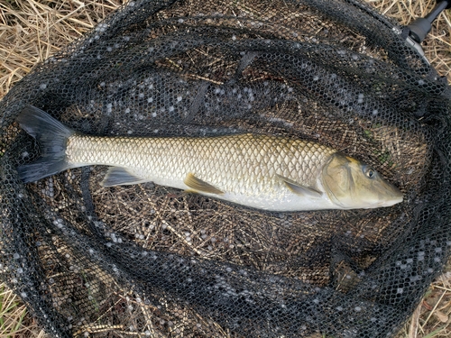 ニゴイの釣果