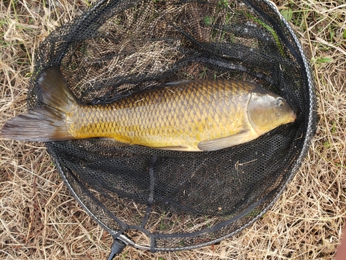 コイの釣果