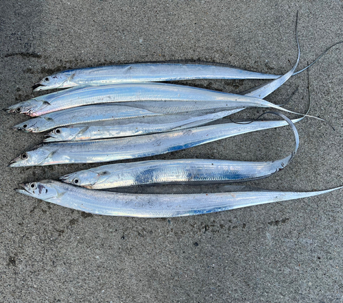 タチウオの釣果