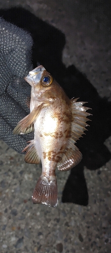 シロメバルの釣果