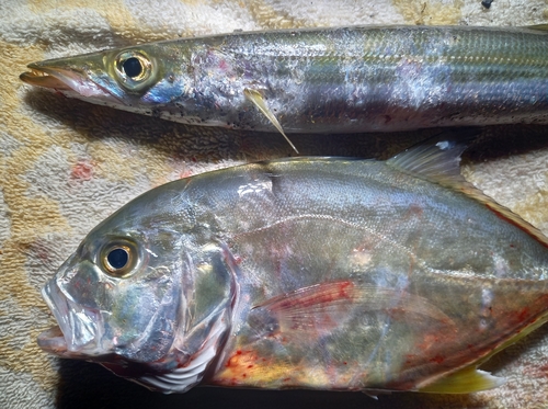 カマスの釣果