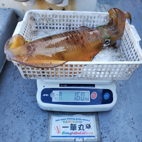 アオリイカの釣果