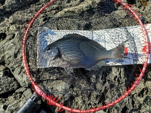 メジナの釣果