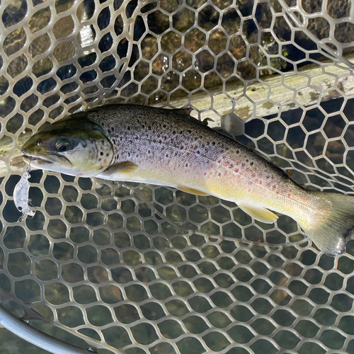 ブラウントラウトの釣果