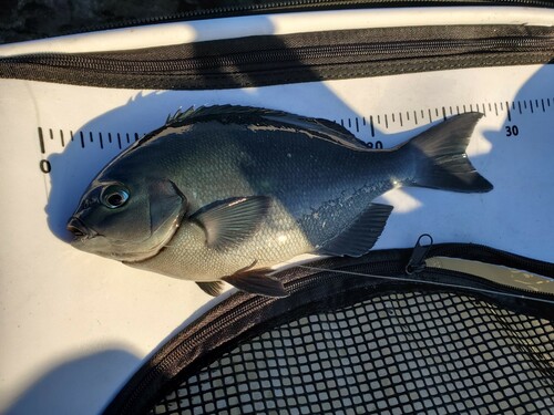 メジナの釣果