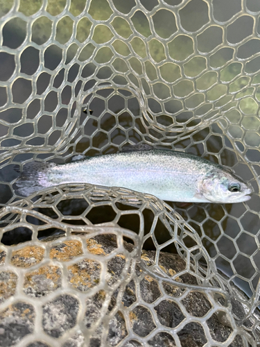 ニジマスの釣果