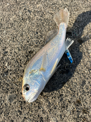 イシモチの釣果