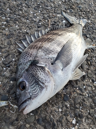 クロダイの釣果