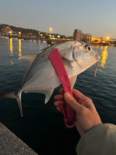 メッキの釣果