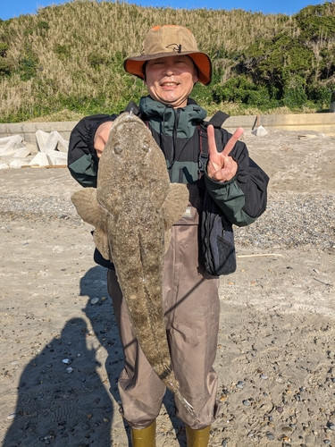 マゴチの釣果