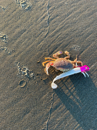 カニの釣果