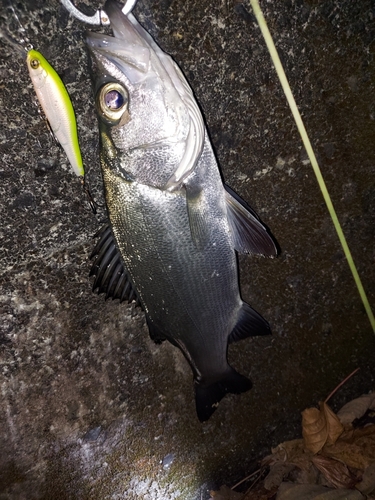 セイゴ（ヒラスズキ）の釣果