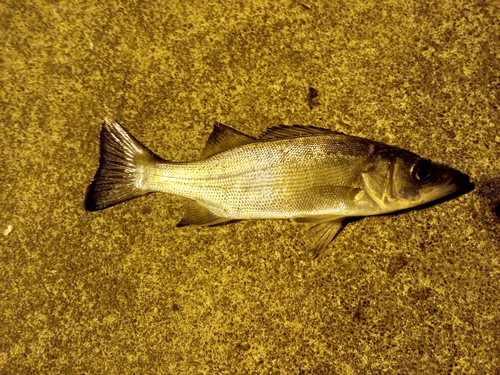 セイゴ（マルスズキ）の釣果