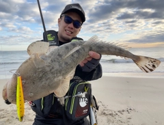 マゴチの釣果