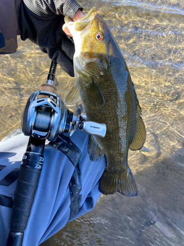 スモールマウスバスの釣果