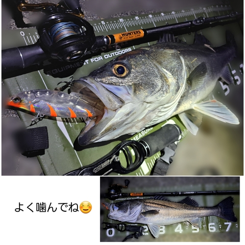 シーバスの釣果