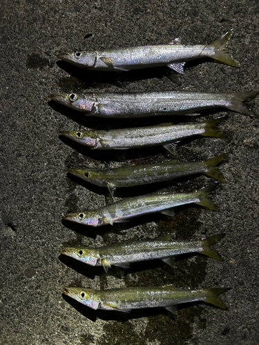 カマスの釣果