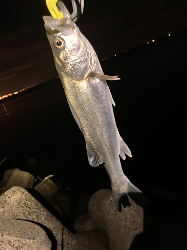 セイゴ（ヒラスズキ）の釣果