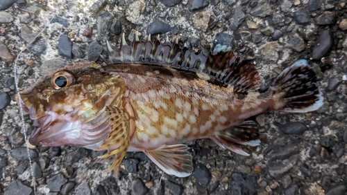 カサゴの釣果