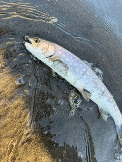 アメマスの釣果