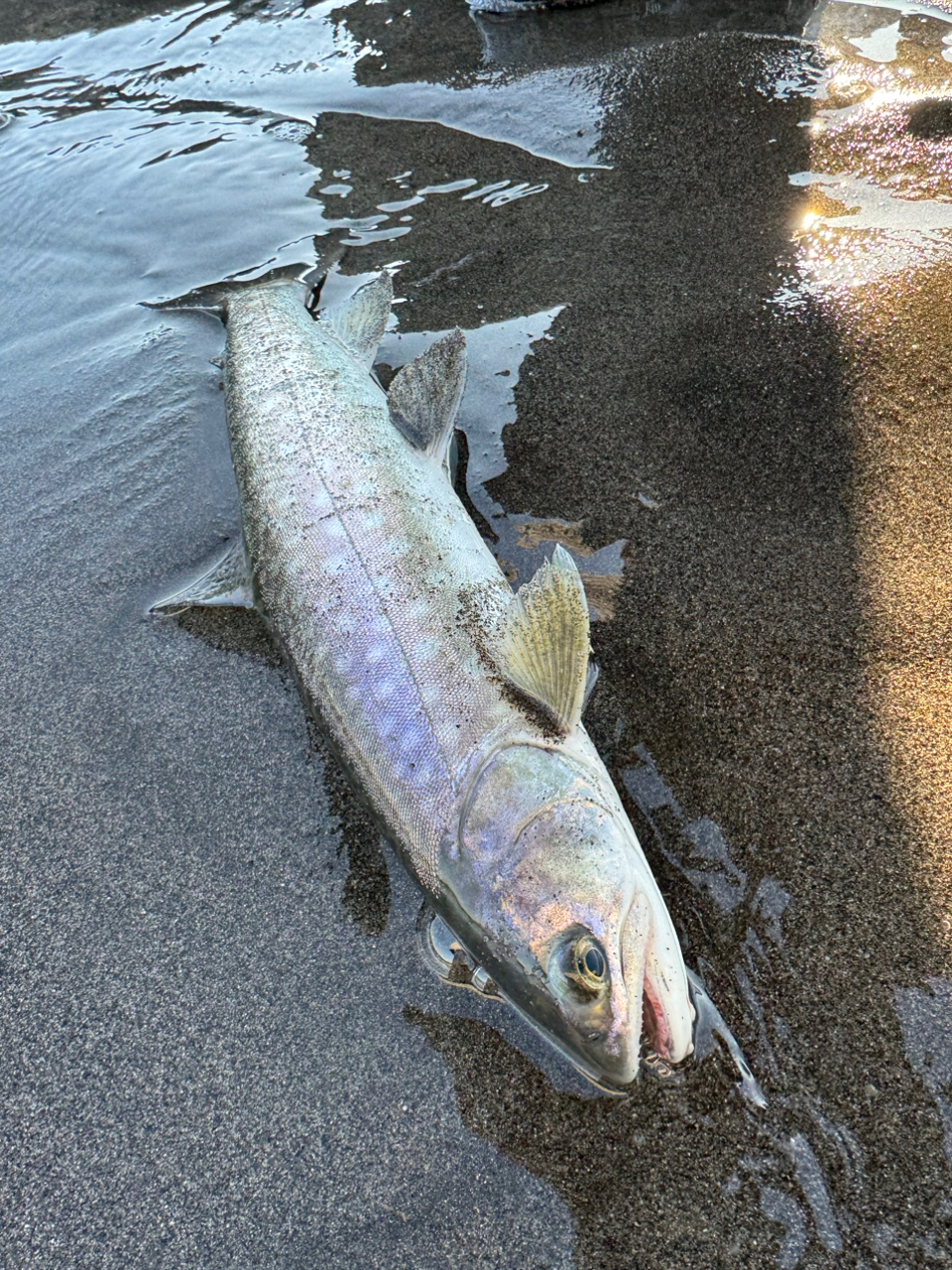 アメマス