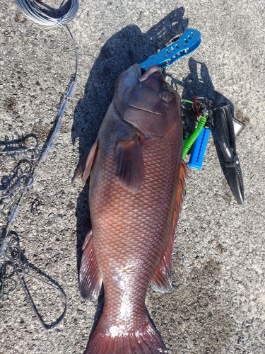 コブダイの釣果