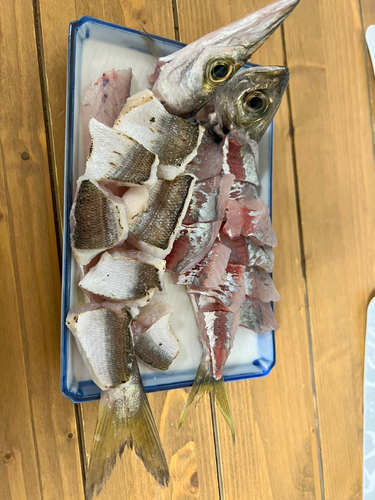 カマスの釣果