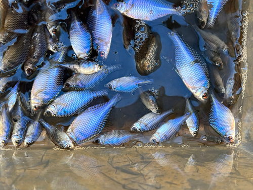 タイリクバラタナゴの釣果