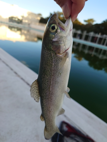 ニジマスの釣果