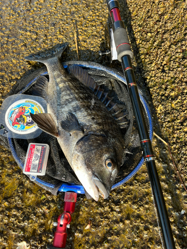 チヌの釣果