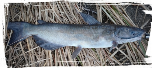 アメリカナマズの釣果