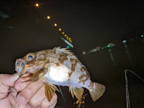 メバルの釣果