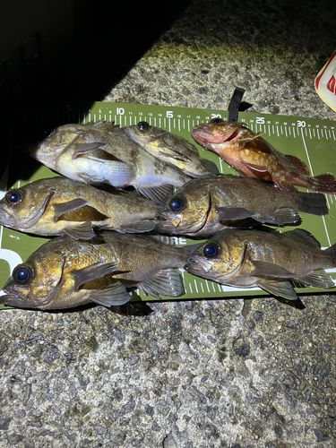 メバルの釣果