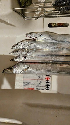 タチウオの釣果