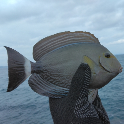 トカジャーの釣果