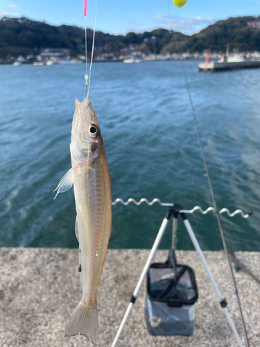 キスの釣果