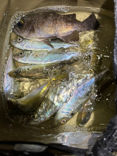 アジの釣果