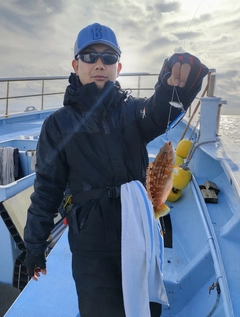 ホシササノハベラの釣果