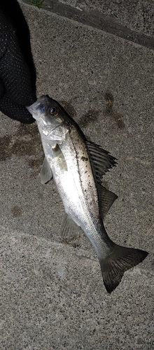 セイゴ（マルスズキ）の釣果