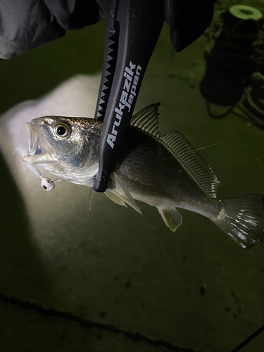 ニベの釣果