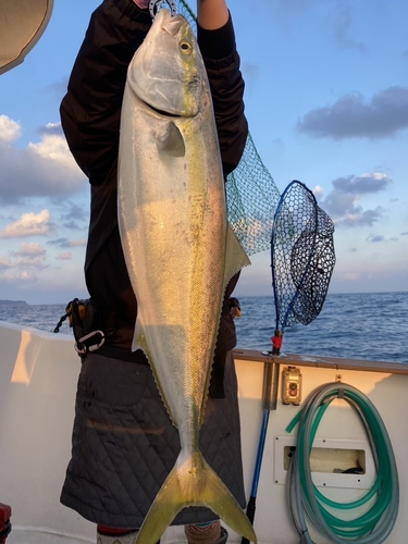 ヤズの釣果